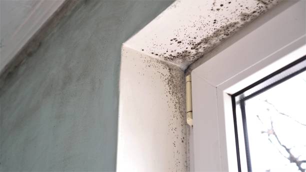 Best Mold Removal Specialists  in Bouse, AZ