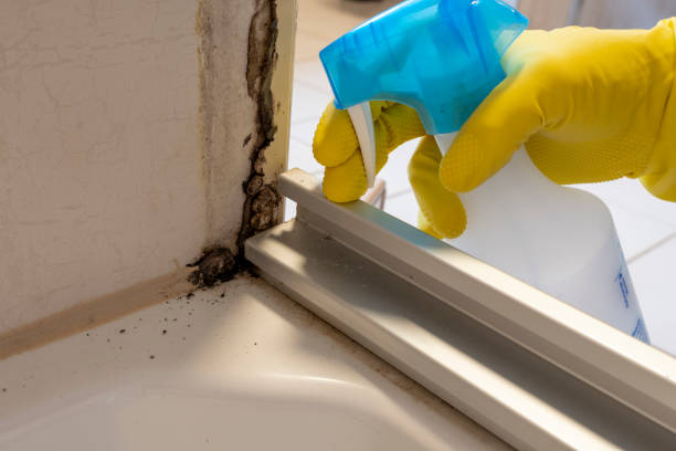 Best Toxic Mold Removal  in Bouse, AZ