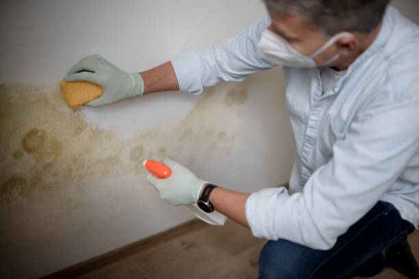 Best Best Mold Removal Companies  in Bouse, AZ