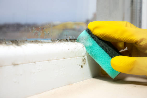 Best Mold Remediation  in Bouse, AZ