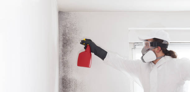 Best Mold Damage Repair  in Bouse, AZ