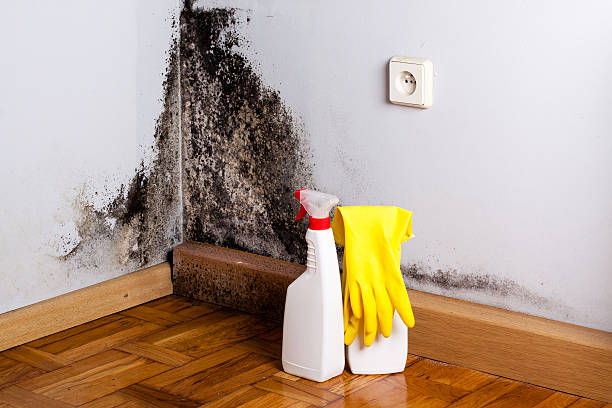 Best Mold Remediation Services  in Bouse, AZ