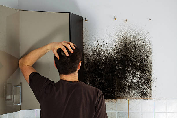 Professional Mold Removal in Bouse, AZ