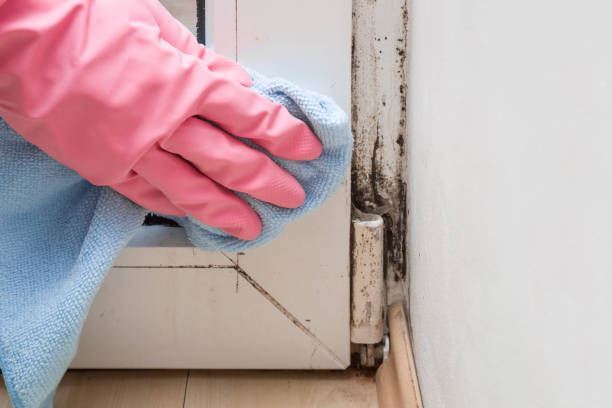 Best Office Mold Removal Services  in Bouse, AZ