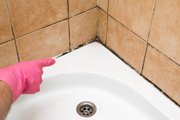 Best Toxic Mold Removal  in Bouse, AZ